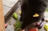 В Горном Алтае к людям в поисках еды вышел голодный медвежонок (видео)