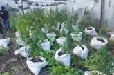 Житель Николаевской области попался на выращивании конопли – изъят 91 куст