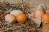 Производство яиц в Украине сократилось на четверть: цены пошли вверх