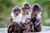 В зоопарке загорелся дом для обезьян: погибла стая мангобеев