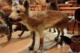 Установлено, что домашние собаки произошли от японских волков