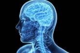 Ученые объяснили, почему у современного человека уменьшился мозг