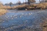 В Николаеве канализация ручьем стекает в Южный Буг (видео)