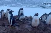 Пингвины-однолюбы украинской полярной станции в Антарктиде снесли первое яйцо (фото)