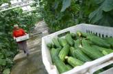В Украине стремительно дорожает популярный овощ