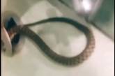 В Ровно змея залезла в квартиру через сливную трубу в ванной (видео)