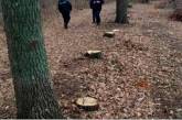 В Николаевской области вырубили дубы — ущерб почти 300 тысяч