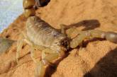 В Египте курортный город заполонили скорпионы: есть жертвы (видео)