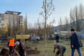 Деревья, которые стояли в кадках на Серой площади, посадили в парках