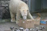 В Николаевском зоопарке свой 10-й день рождения отмечает медведица Зефирка