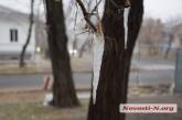 Потепление, морозы и снегопад: какую погоду принесет декабрь в Николаев