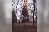 В Кривом Роге пенсионерка сожгла огромную ель в центре города, «чтобы погреться» (видео)