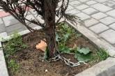 Охрана по-николаевски: кусты можжевельника обмотали цепью, чтобы уберечь от воров