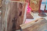 В Тернопольской области срубили старое дерево и обнаружили внутри изображения двух крестов
