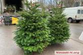 В Николаеве в продаже появились первые елки: цены от 200 до 5 000 гривен
