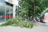 Валяющееся дерево в центре города: предвестник бури или показатель бесхозяйственности?