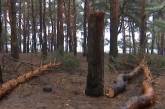 В Николаеве орудует «сосновый маньяк»: рубит по дереву в день