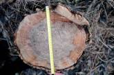 Жителям Первомайского района сообщили о подозрении в незаконной вырубке деревьев