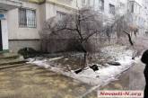 В Николаеве деревья завалились на окна горожан: коммунальщики разводят руками
