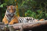 В зоопарке из-за работника убили редчайшего тигра