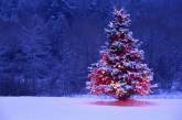 В Одессе с 1 января начнут работу спецплощадки сбора новогодних елок
