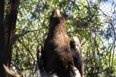 Николаевский зоопарк отмечает День защиты орланов и призывает не фотографироваться с ними у «черных фотографов»