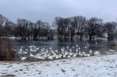Гибель зимующих лебедей: виноваты подкармливающие хлебом