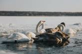 В Николаеве жители призывают спасти «закованных в лед» лебедей: в ГСЧС заверили, что все в порядке