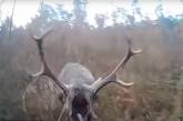 В Польше олень напал на охотившегося на него мужчину (видео)