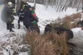 Спасатели вытащили провалившуюся под лед корову (видео)
