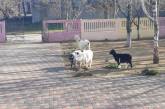 В селе под Николаевом потерявшиеся козы сначала пришли в детсад, потом в школу, а затем – в подъезд
