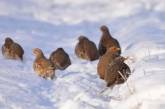 В Чернобыльском заповеднике показали фото серых куропаток, ночующих на снегу