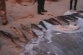 Возле острова Джарылгач задержали браконьеров с сотнями кило рыбы из Красной книги (видео)