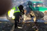 В Херсоне полицейские спасли 82-летнего водителя, оказавшегося в ледяной воде 