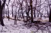 В Николаевской области незаконно рубили акации: «лесорубам» грозит до трех лет тюрьмы