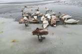 В Николаеве спасли лебедей, вмерзших в лед — одну птицу передали в зоопарк