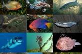 Исследование ученых подтвердило, что рыбы общаются с помощью звуков