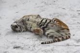 Николаевский зоопарк рассказал о тигрицах и пригласил загадать желание с символом наступившего года