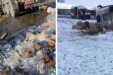 В Украине в ДТП перевернулись фуры: из одной выпала водка, из другой – свиньи