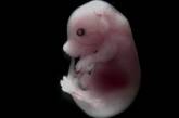 В Китае создали робота-няню, позволяющего вынашивать эмбрионы в искусственной матке