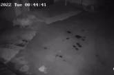 Известный николаевский адвокат показал «прилет» в свой двор (видео)