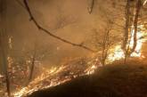 В Николаевской области на площади 4,5 га горел лес