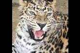 В Николаевском зоопарке родился дальневосточный леопард