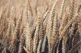 В Евросоюзе заявили о дефиците зерновых из-за войны в Украине