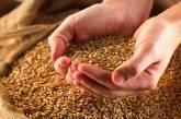 Для украинцев запасов зерновых хватит на годы