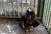 В Николаеве спасли краснокнижных орланов, которых неизвестные держали запертыми в сарае