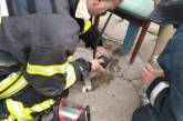  В Овруче при пожаре в подвале многоэтажки сотрудники ГСЧС спасли кота, дав подышать кислородом (фото)