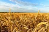 Оккупанты требуют от украинских аграриев отдать большую часть будущего урожая в пользу РФ