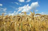 В Запорожской области оккупанты украли 61 тонну пшеницы