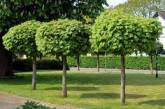 Стало известно, какие деревья высадят на проспекте в Николаеве вместо снесенных тополей